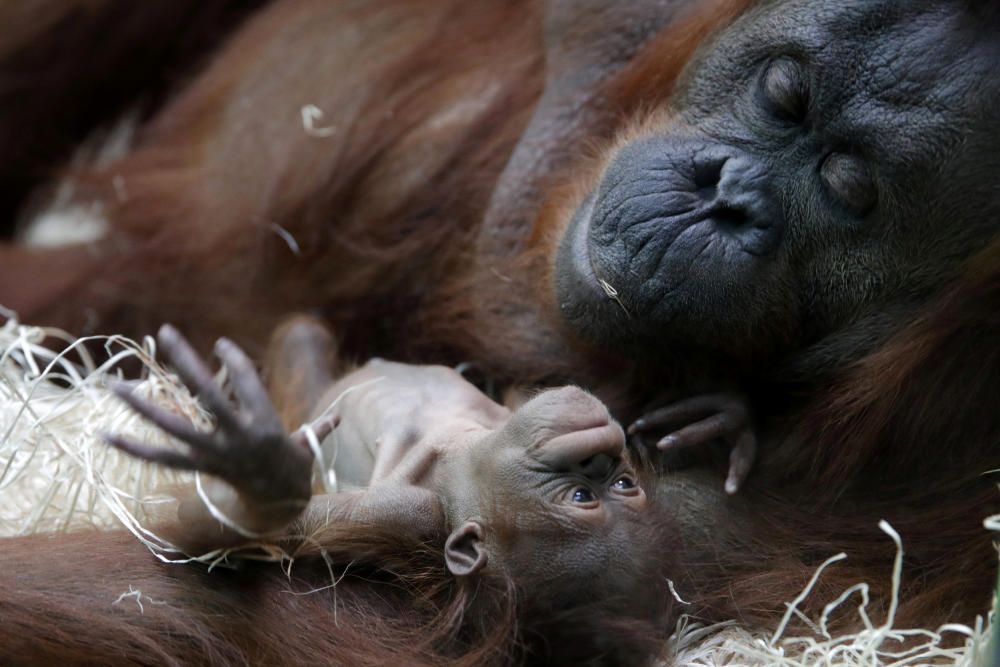 Orangutan Theodora and her newborn daughter Java ...