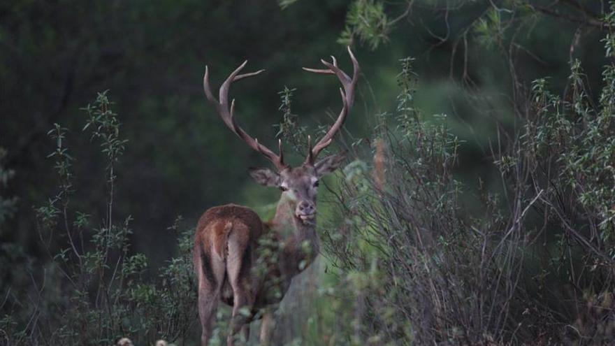 El Parque Cardeña-Montoro, escenario para oír la berrea