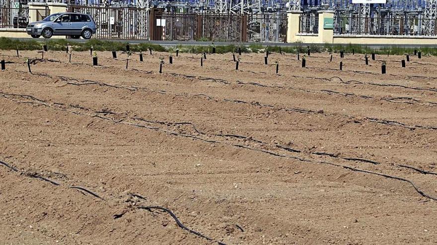 El robo de plantones únicamente ha dejado en el campo las filas más próximas a la carretera de Alberic.