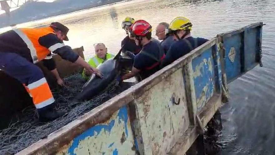 Liberación del delfín aparecido el domingo en Catoira, y que al final murió varado en Boiro. // Cedida