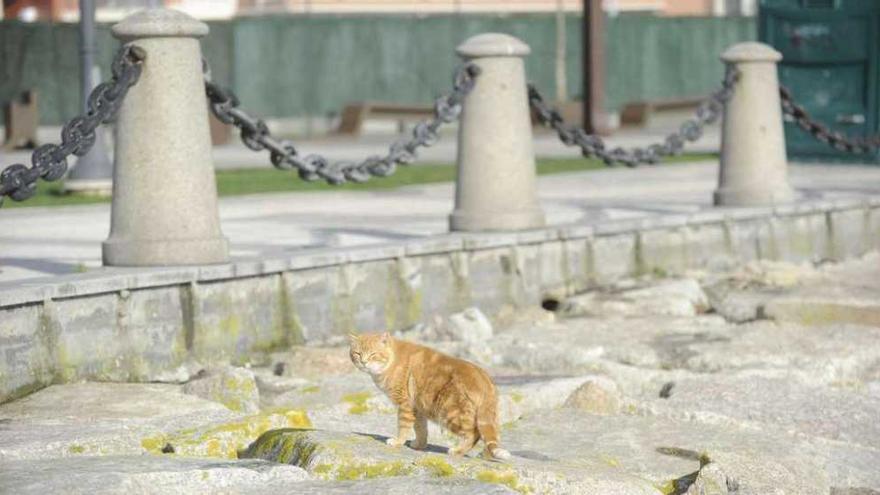 Imagen de un felino ayer en el entorno del castillo de San Antón. carlos pardellas