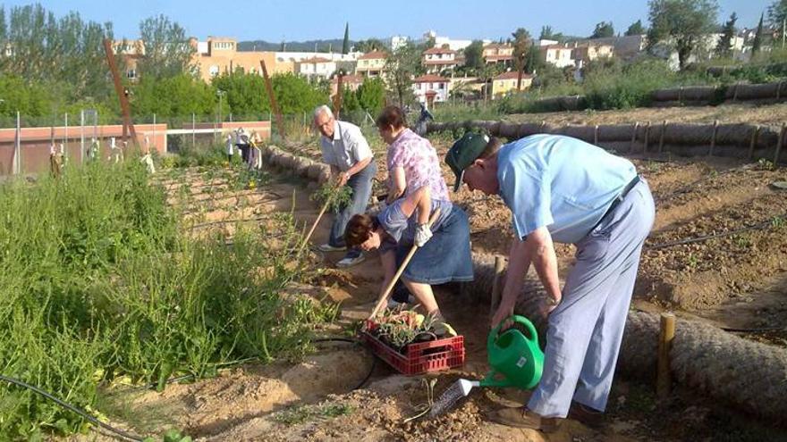 El Ayuntamiento duplicará los espacios para huertos urbanos