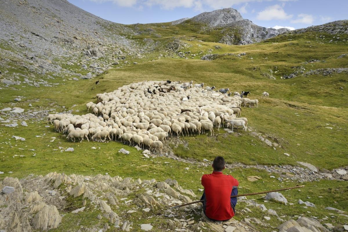 Un pastor con su rebaño en Lenito, en el Valle de Hecho.