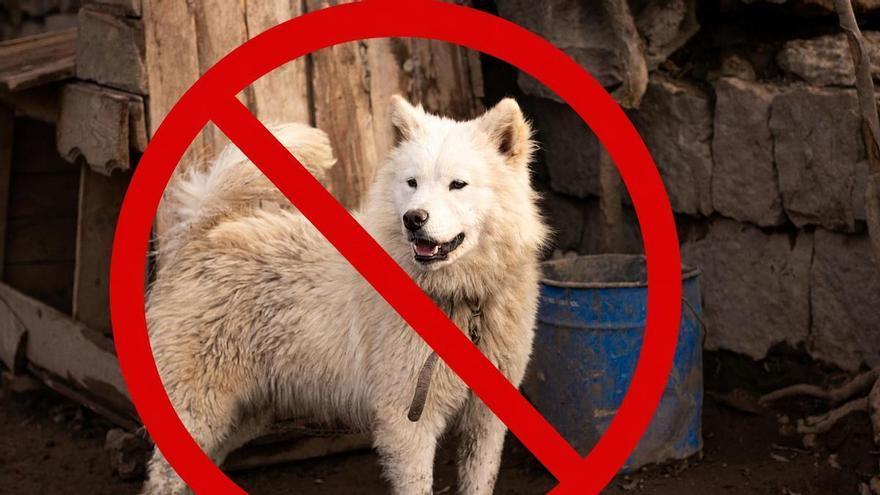 La Ley de Bienestar animal lo deja claro: atar a tu perro en