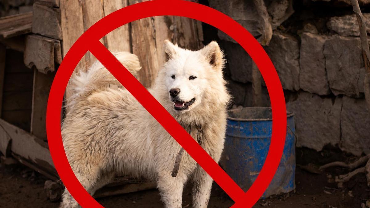 Un perro atado en una parcela