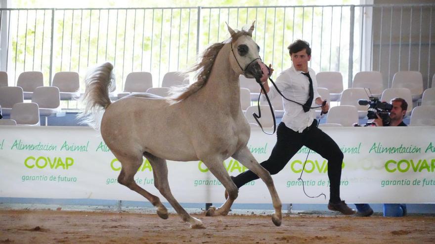 Exhibición ecuestre, dentro de los actos de la última jornada de la Feria Agroganadera de Pozoblanco, este domingo.