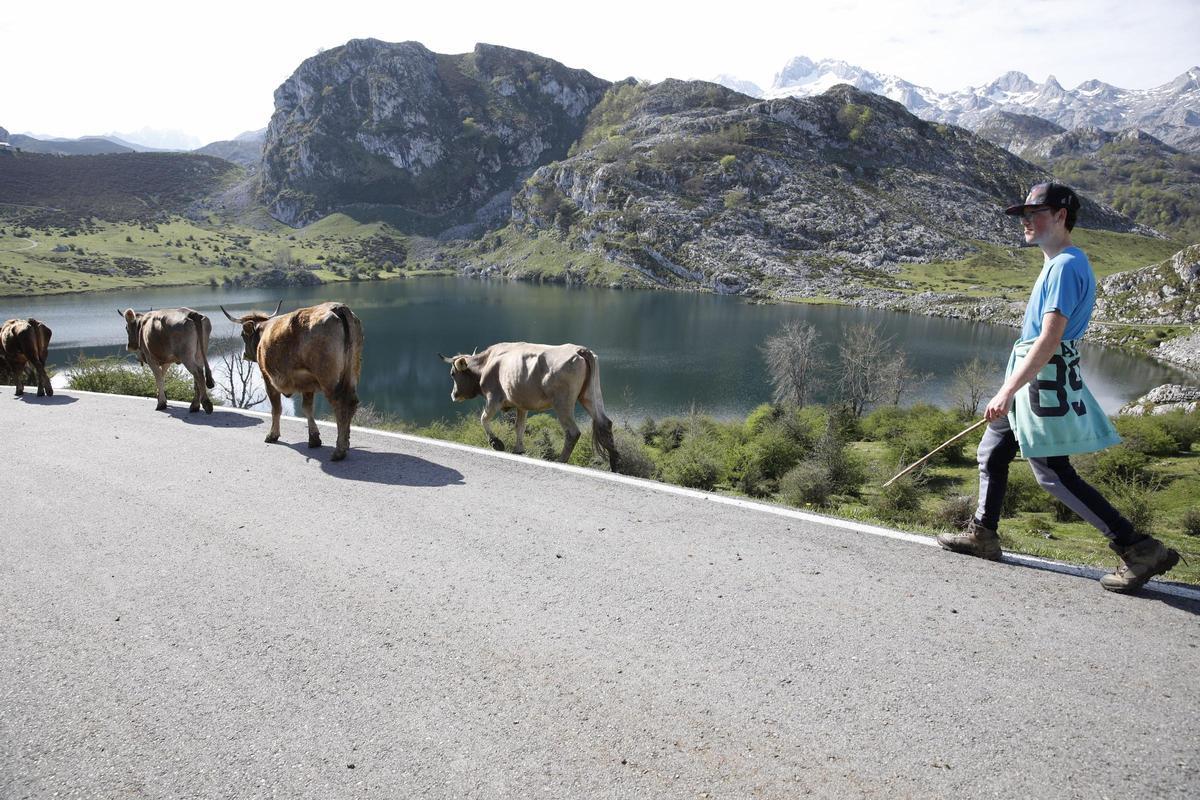 Subiendo el ganado a los pastos de los lagos Enol y Ercina, en una campaña pasada.