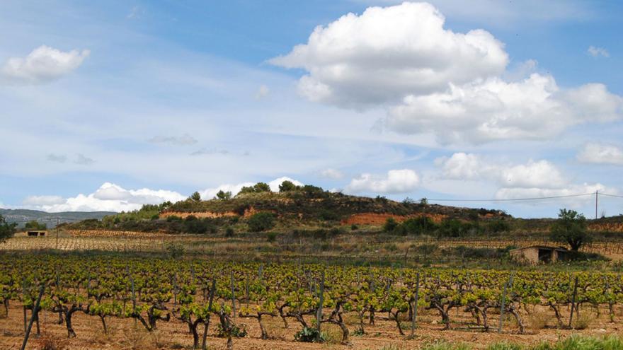 Tierra de garnachas, la unión hace la fuerza