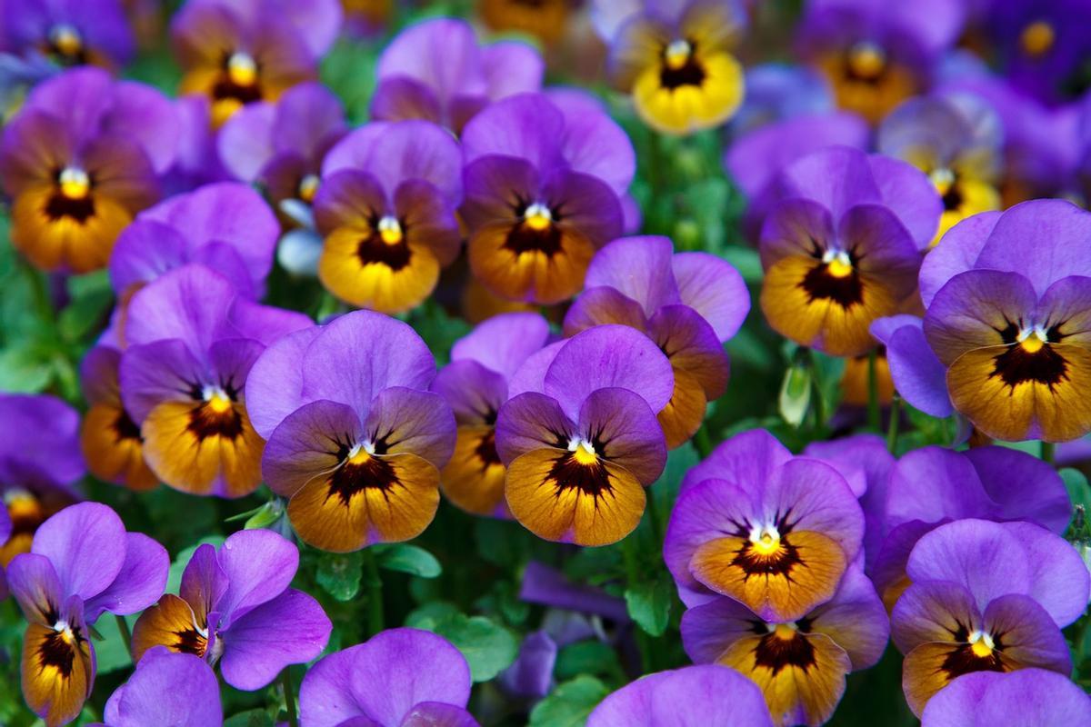 Plantas de otoño con flor: Pensamiento (Viola × wittrockiana)