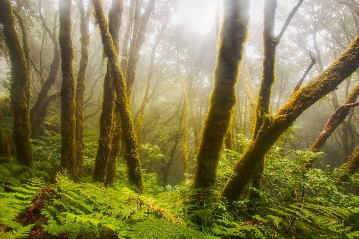 Bosques de laurisilva en Madeira, Portugal