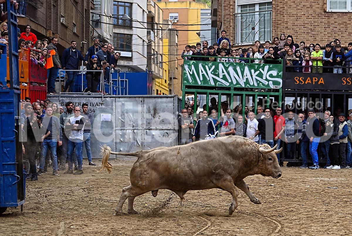 L'Alcora: Todo un éxito en las fiestas del Cristo con 16 toros cerriles