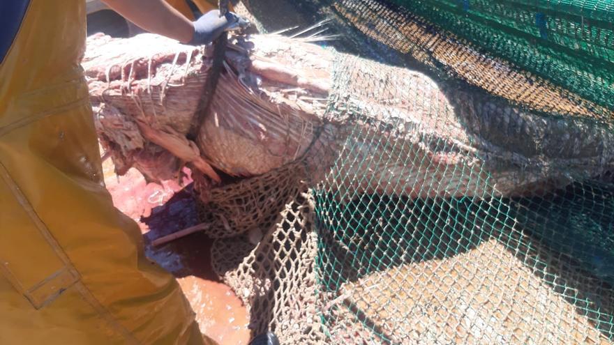 Una barca de bou captura 13 atunes en estado de descomposición en Mallorca
