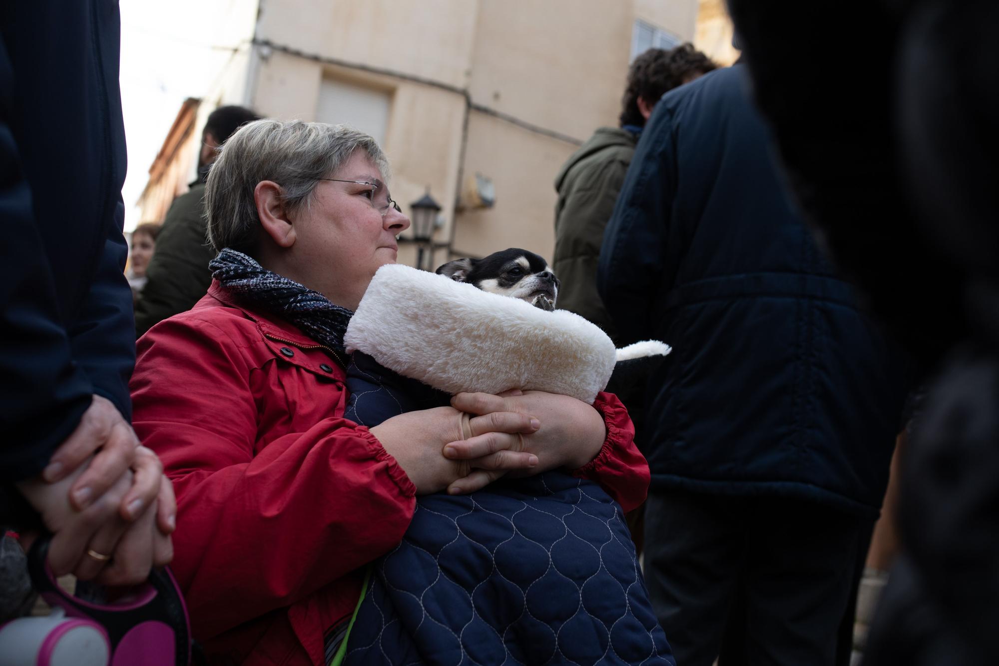 Los animales reciben la bendición por San Antón en Zamora