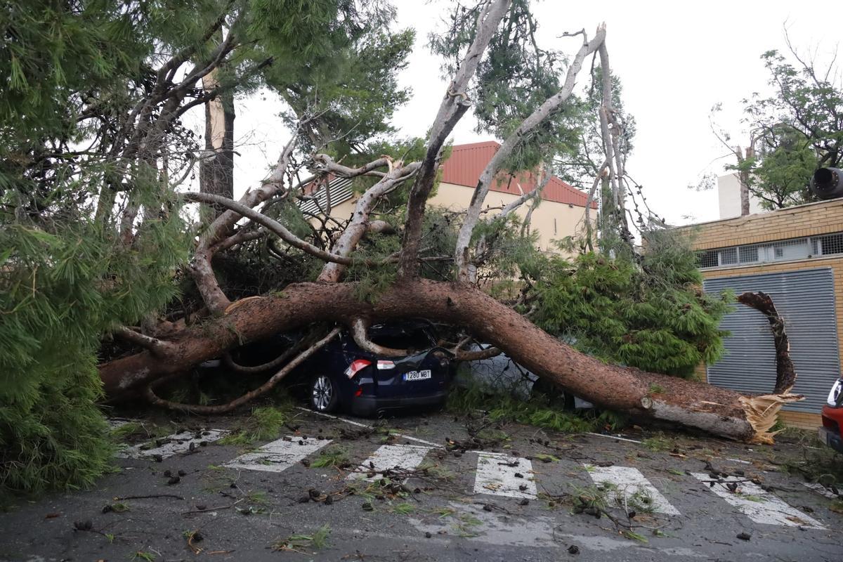 Las rachas de viento arrancan árboles de grandes dimensiones en el parking del Hospital Virgen de los Lirios de Alcoy Las rachas de viento arrancan árboles de grandes dimensiones en el parking del Hospital Virgen de los Lirios de Alcoy