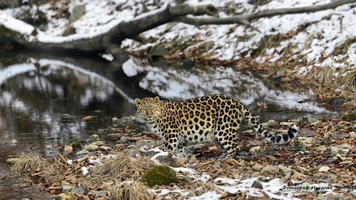 Leopardo del Amur fotografiado en en el parque nacional Tierra de Leopardo, en el extremo oriental de Rusia