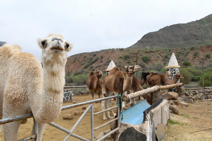 Camellos que este año se han quedado sin cabalgatas