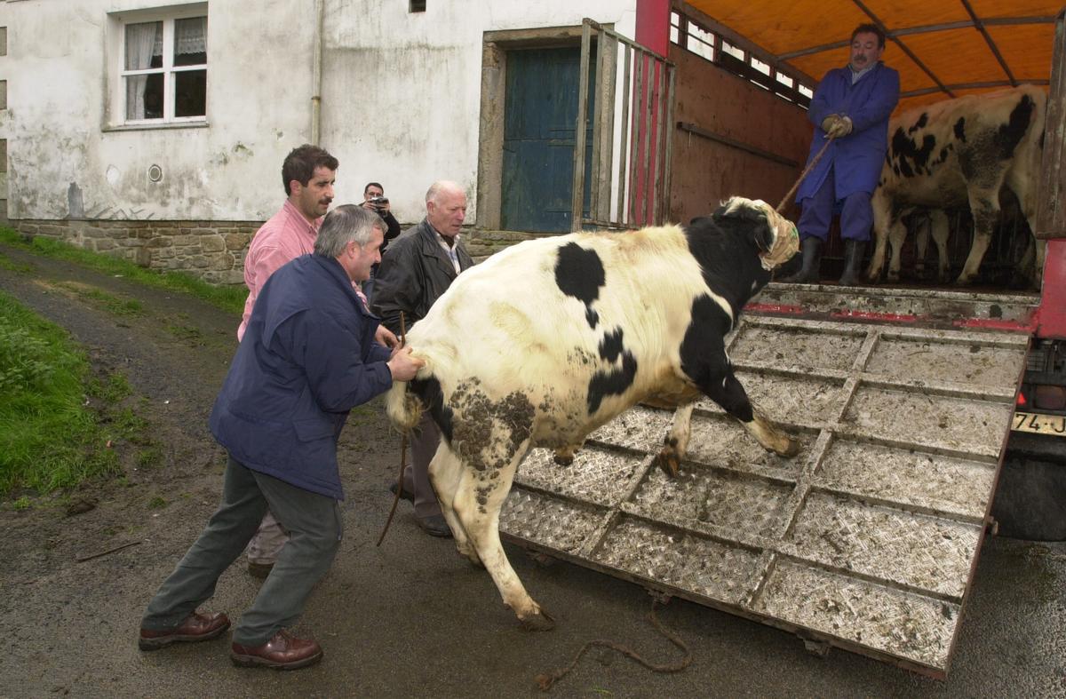 Una de las primeras vacas sacrificadas yendo al matadero el 23 de noviembre de 200.