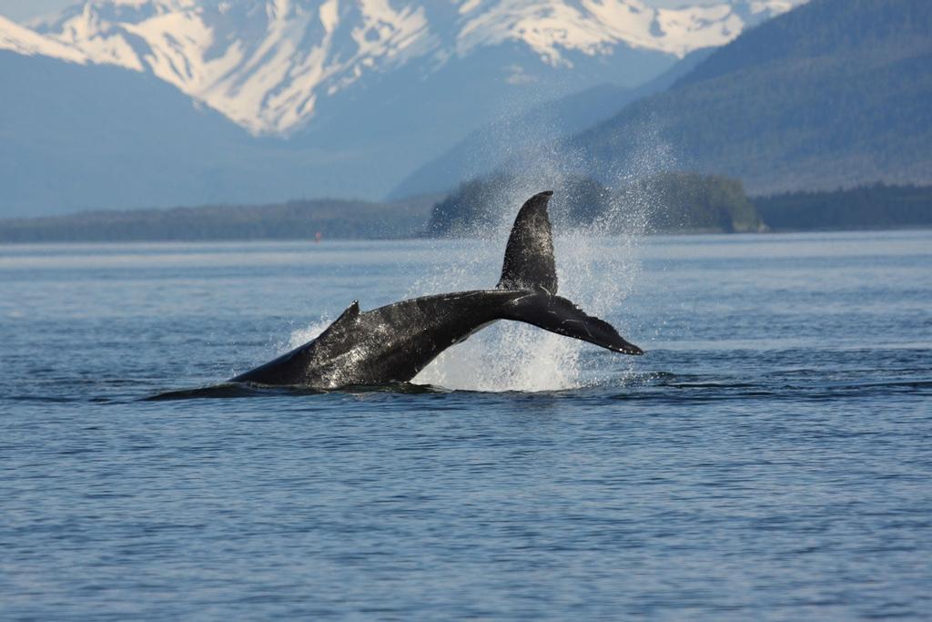 Ballenas de Alaska