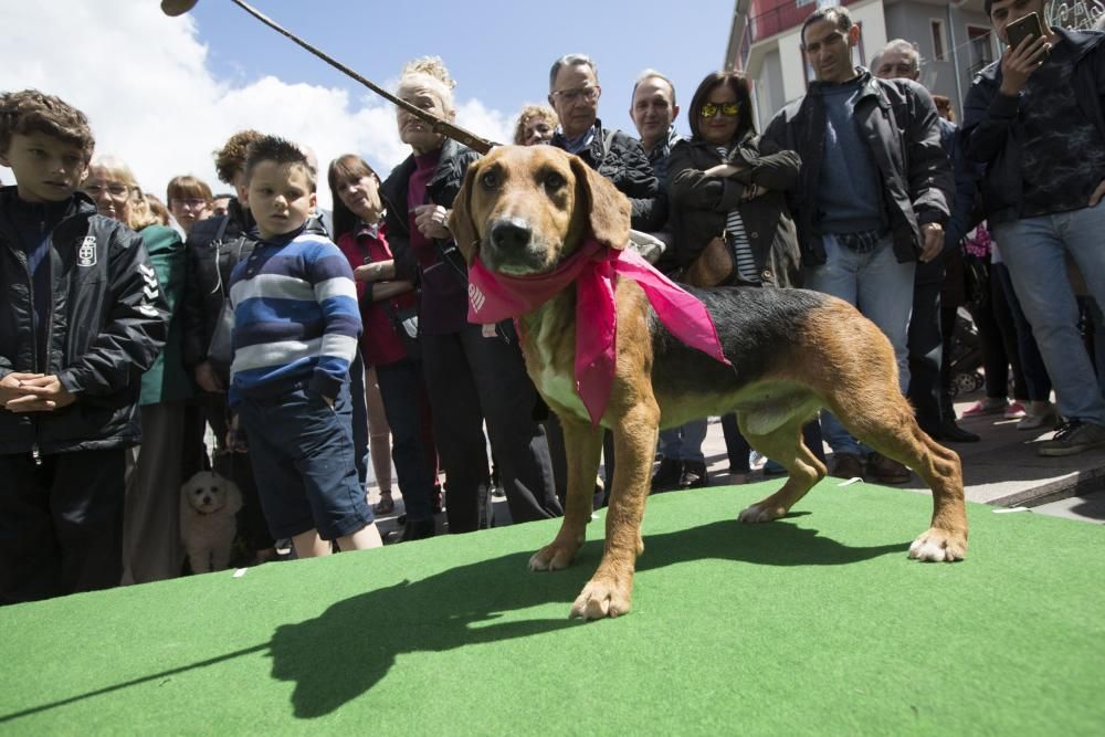 Desfile de perros en adopción en la calle Gascona de Oviedo