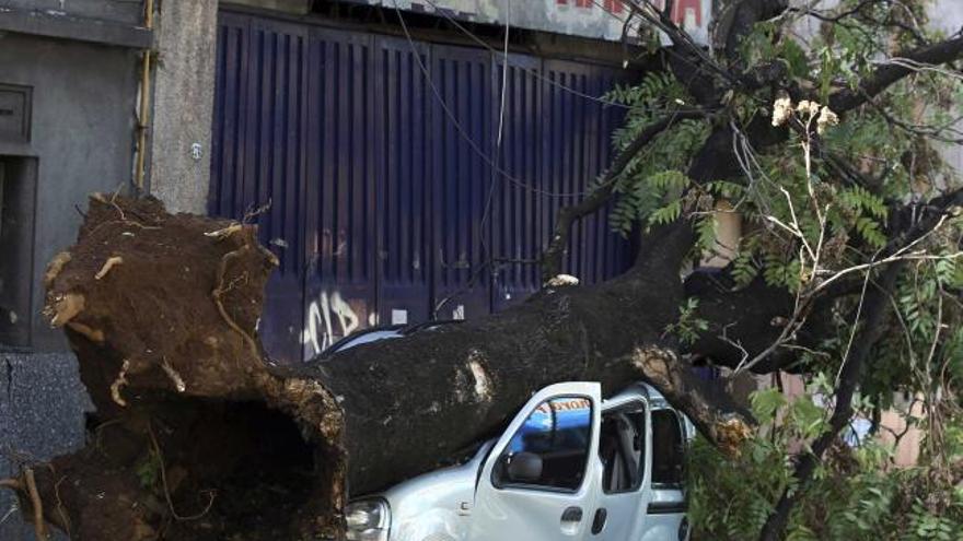 Un coche aplastado por un árbol.