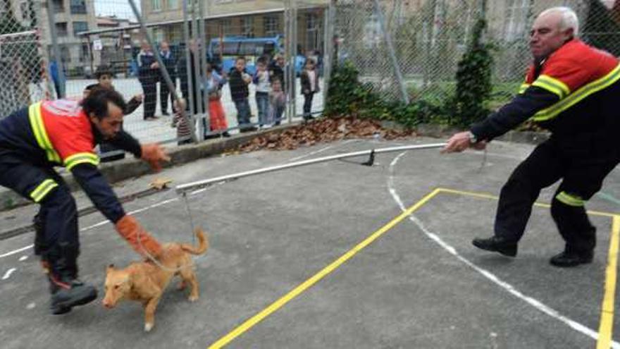 Voluntarios se afanan por capturar un perro en el colegio de educación especial.  // Iñaki Abella