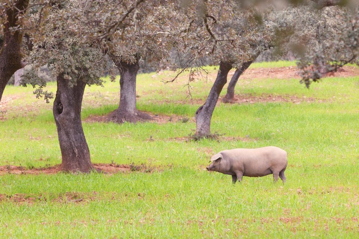 Cerdo ibérico, Aracena, Huelva