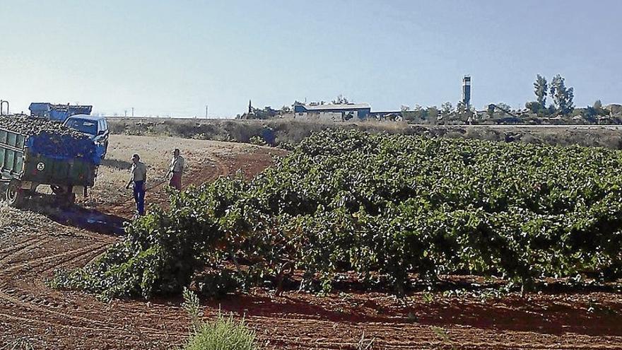 Malestar entre los agricultores de Almendralejo por la falta de precios de la uva