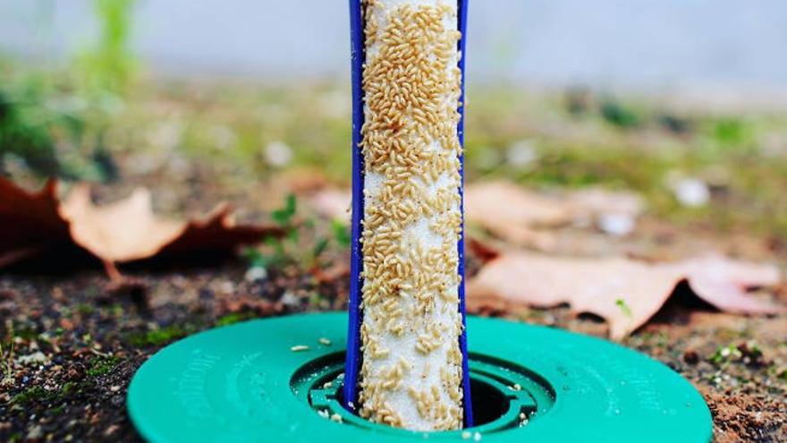 Para determinar la presencia de la termita Reticulitermes flavipes se usan cebos como éste de la empresa Anticimex y estacas de control de madera que se clavan en el suelo.