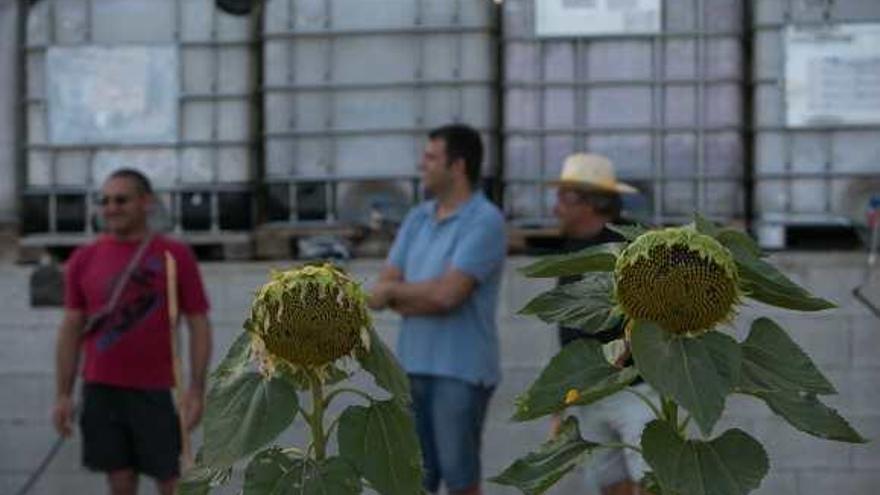 Detalle de girasoles de los huertos, con los depósitos de agua vacíos, al fondo.