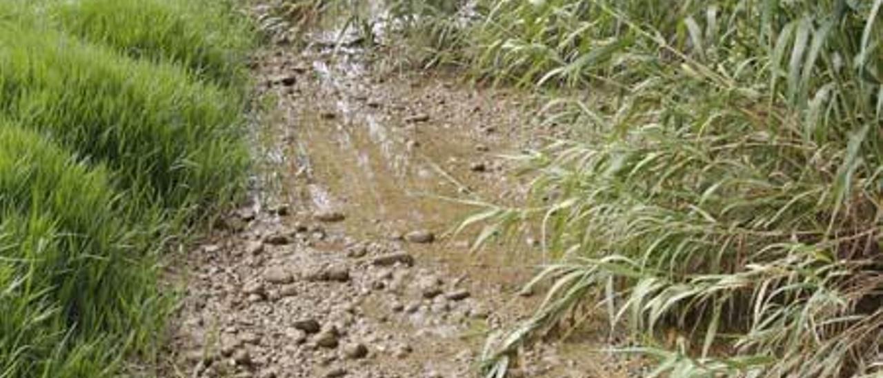 El río Albaida, a su paso por el término de Villanueva de Castellón, a primeros de junio.