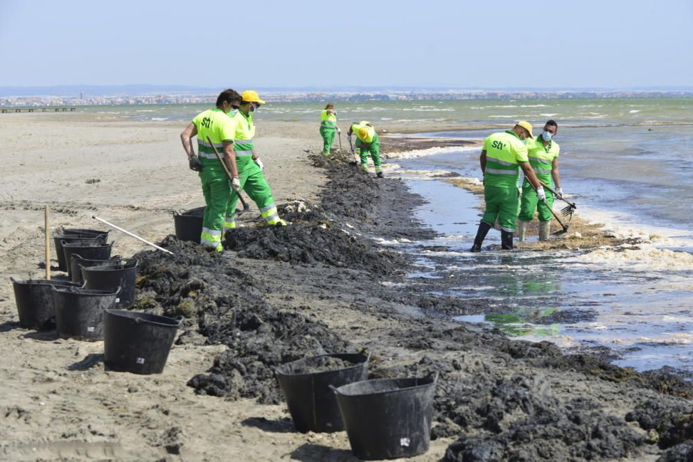 Limpieza del Mar Menor en Los Alcázares