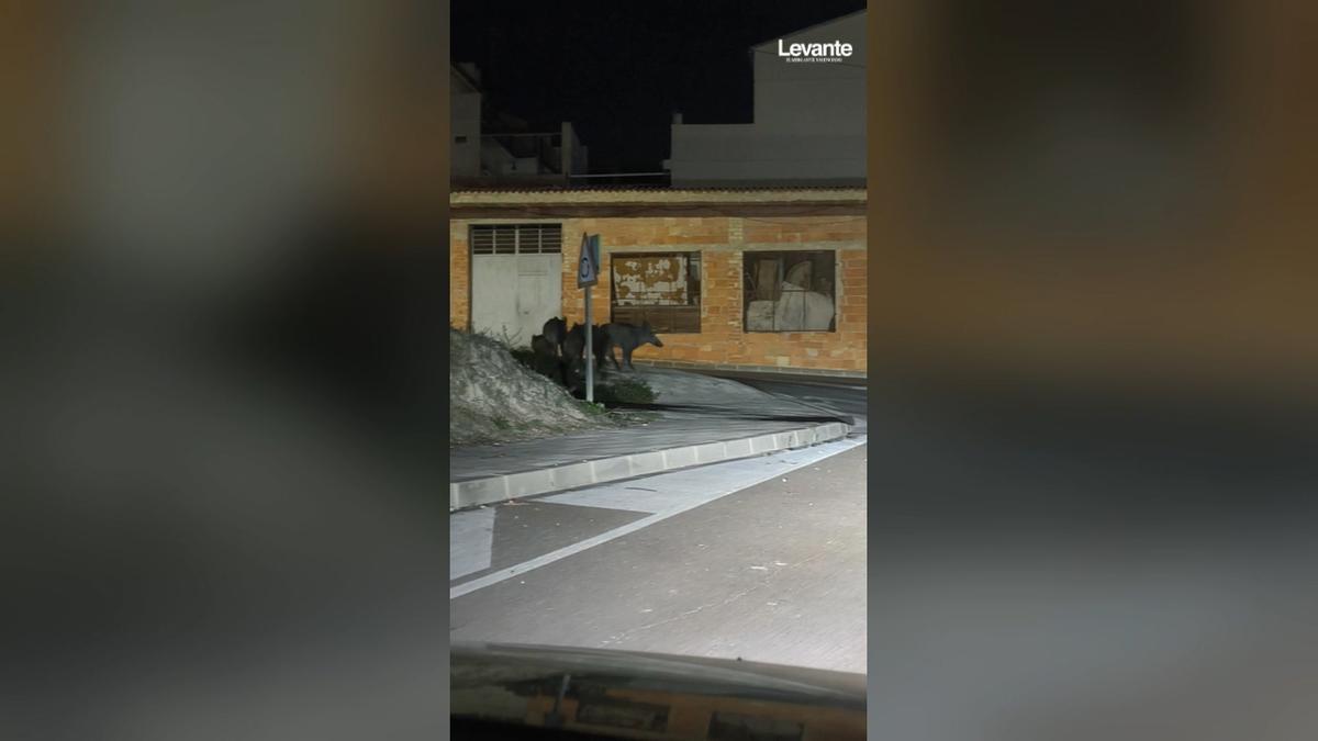 Un ramat de senglars es passeja per l’entrada de Quatretonda