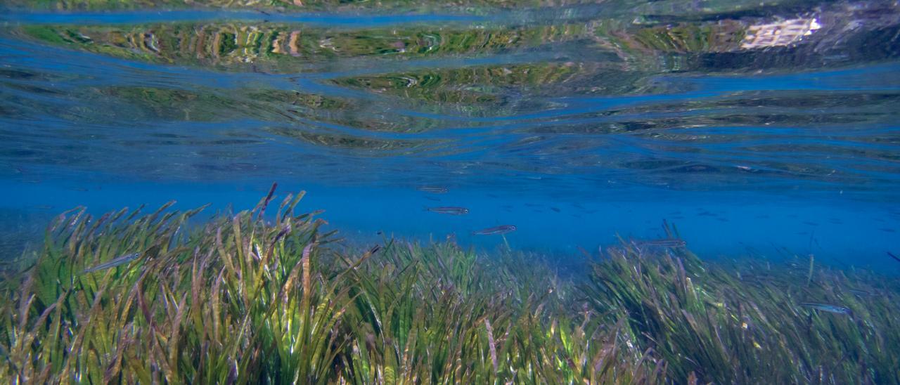 La pradera de posidonia de es Bol Nou, en el parque de ses Salines