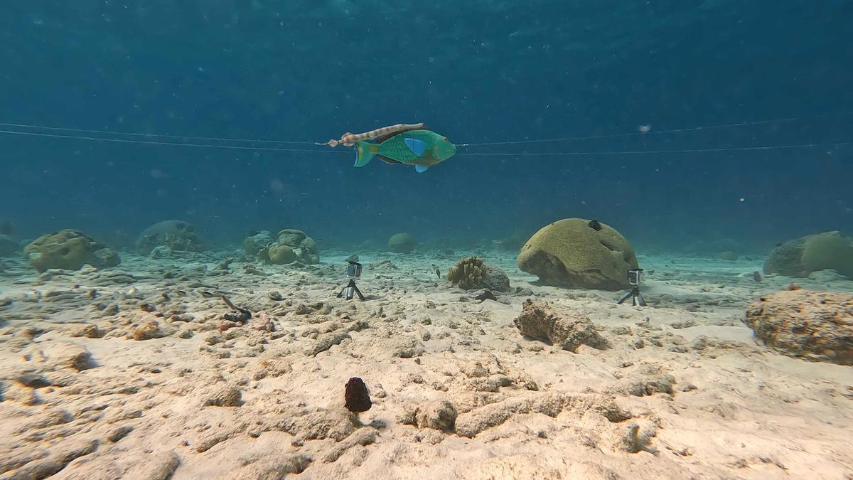 El pez damisela no detecta una amenaza cuando los dos modelos de peces pasaron juntos.