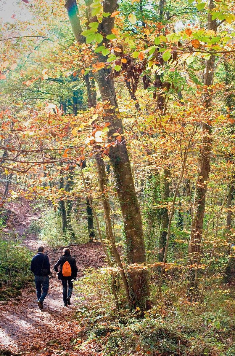 Fageda d'en Jordá