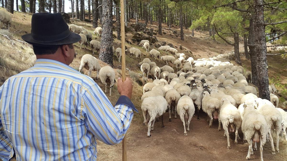 Pastoreo en Gran Canaria