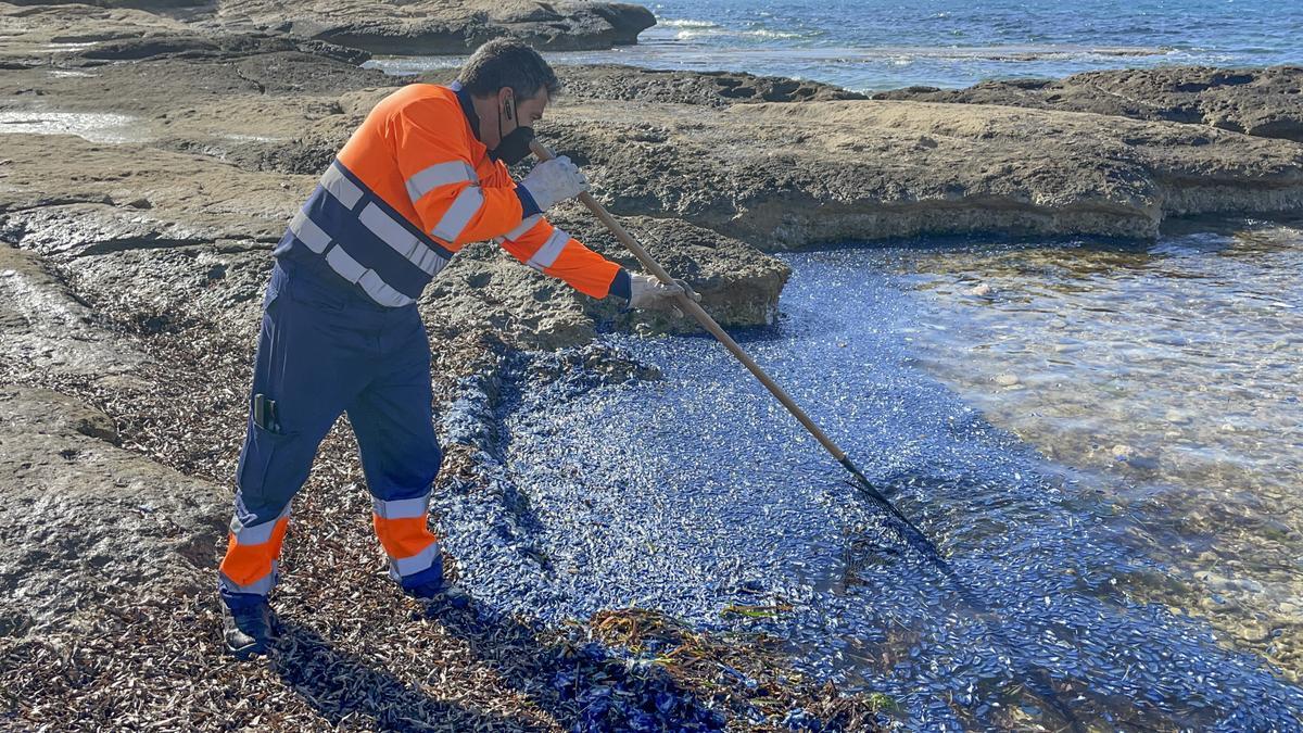 "Lágrimas del mar": así son las medusas velero que han llegado a Alicante