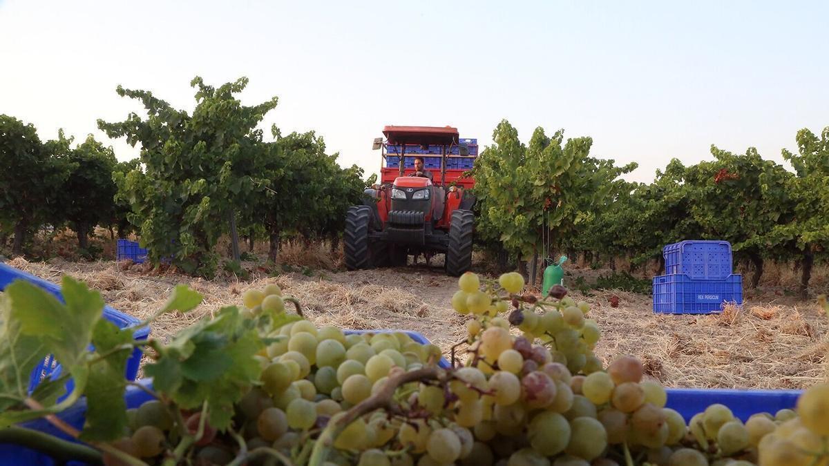 Un tractorista se aproxima a una caja cargada con racimos de uva de la variedad Pedro Ximénez en Montilla-Moriles.