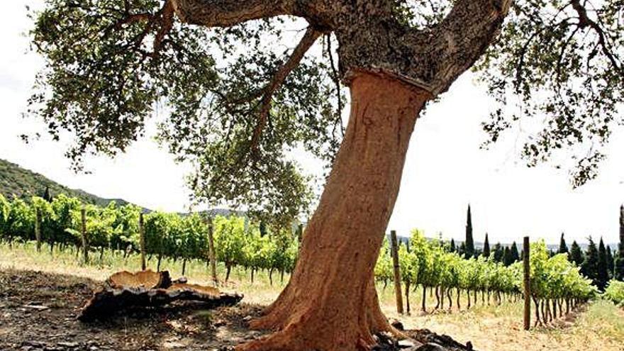 Alzina surera en un camp de vinyes de l&#039;Alt Empordà.