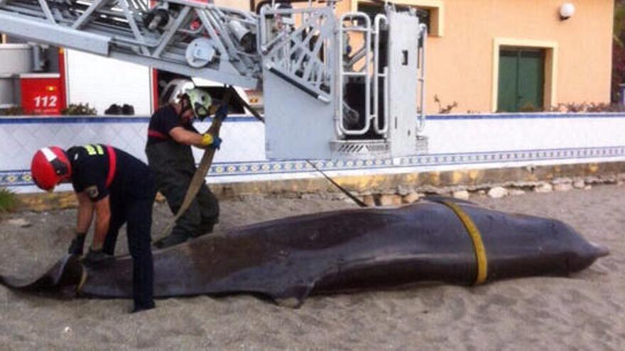 Medio Ambiente estudia las causas de la muerte de una ballena en Benalmádena