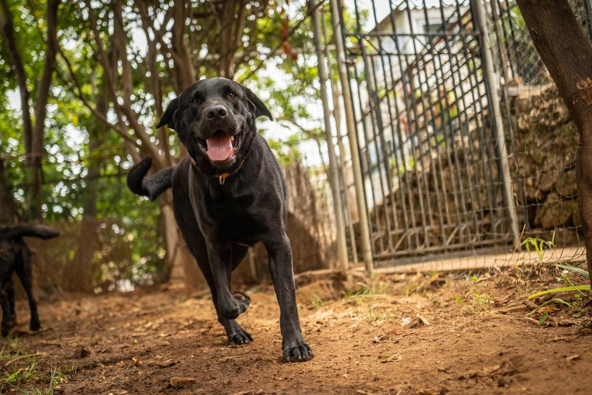 Una guardería para mascotas en Tenerife Una guardería para mascotas en Tenerife