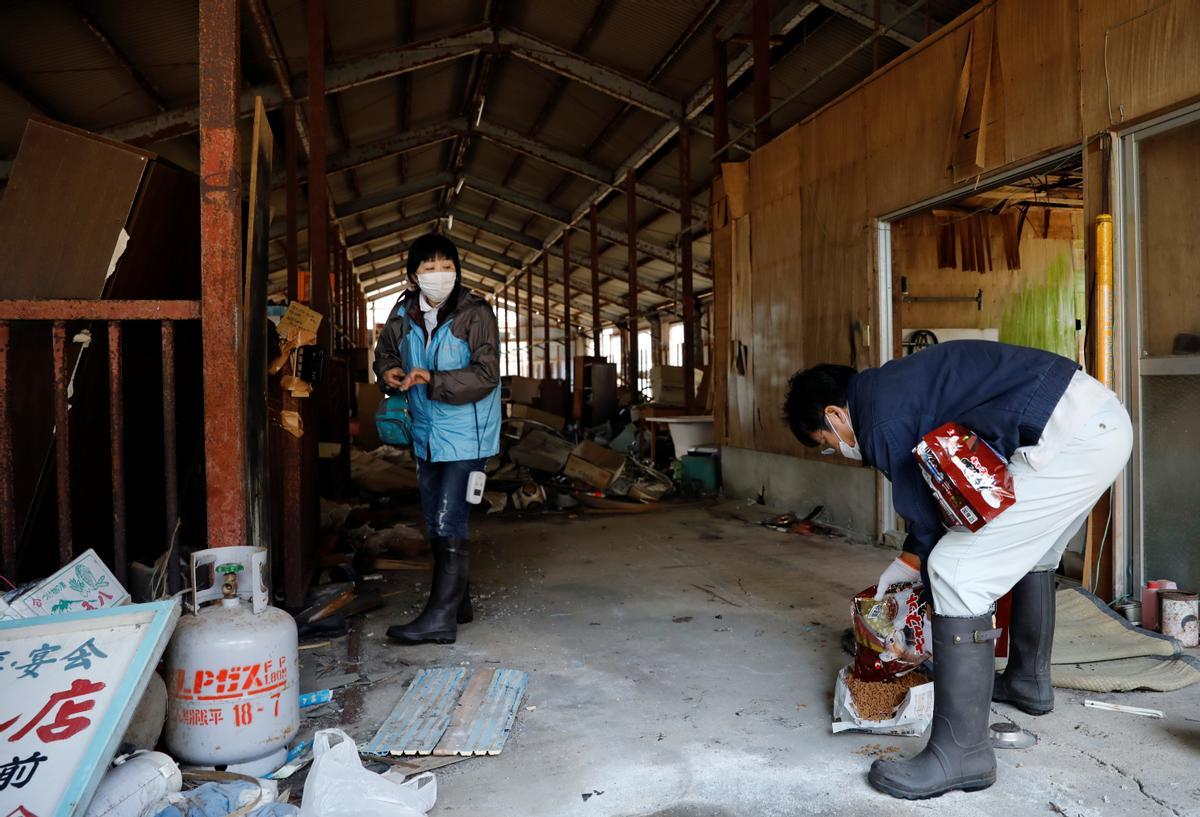 Sakae Kato prepara comida para gatos asilvestrados y abandonados en un granero en una zona restringida en Namie, Fukushima