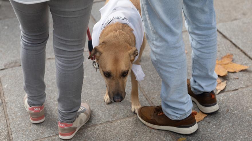 Un juzgado de Málaga rechaza la custodia compartida de dos mascotas y acuerda un régimen de visitas