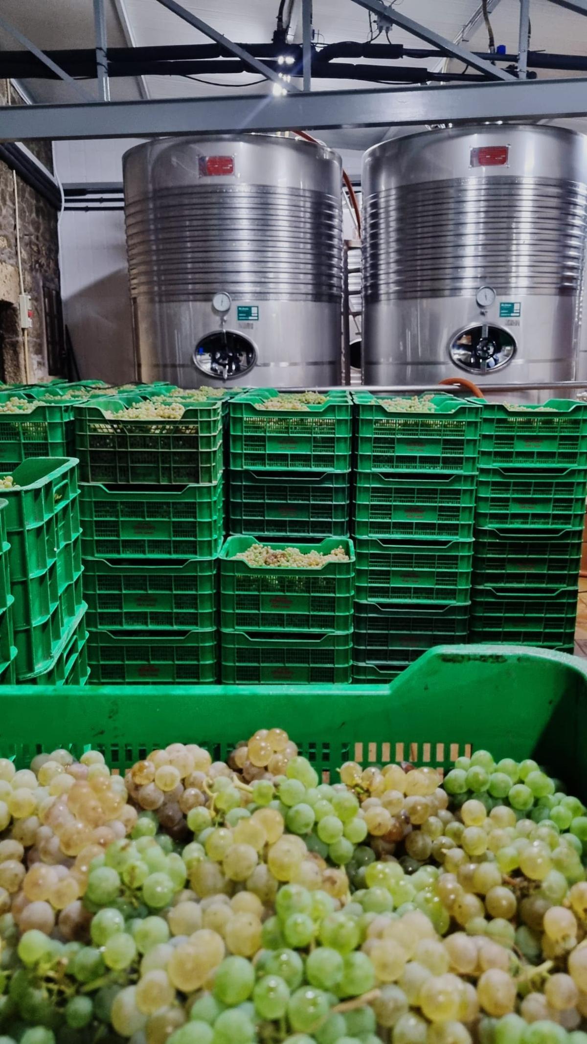 La uva en la bodega arousana Casa da Barca.