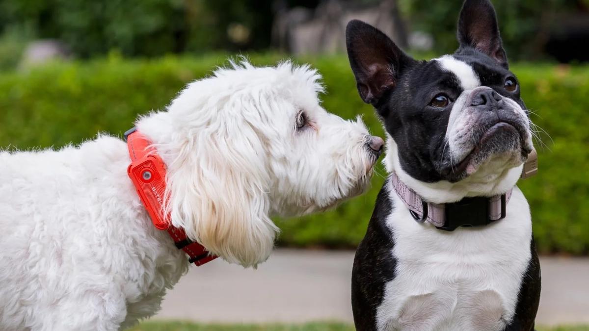 El collar GPS para perros con análisis de salud mediante IA, batería de 15 días de duración, localizador GPS y avisos lumínicos y auditivos, ya en el mercado.