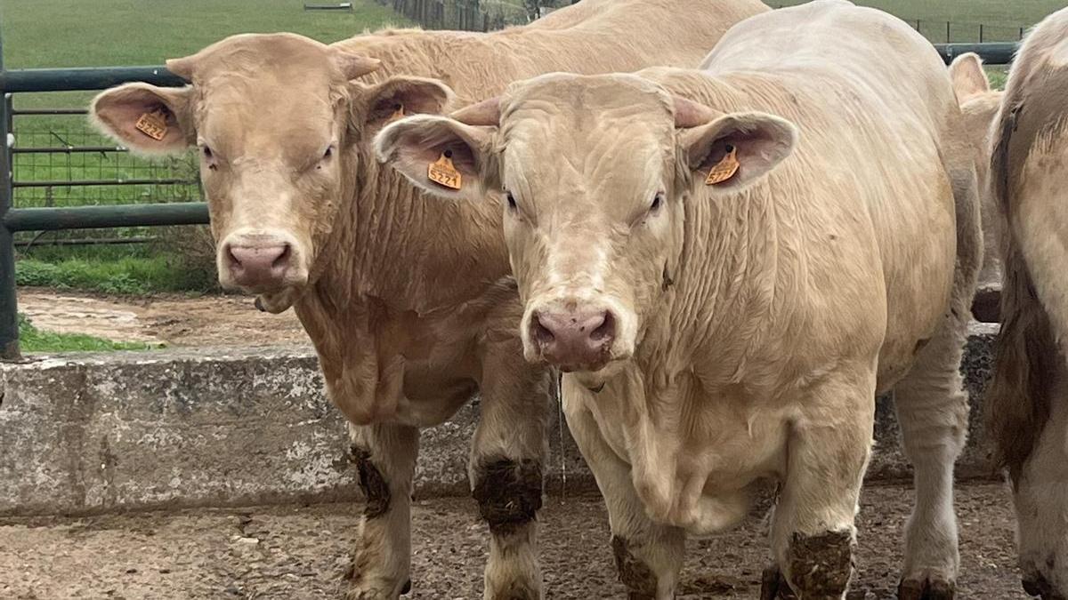 Ejemplares de charolés la subasta del Censyra de Badajoz.