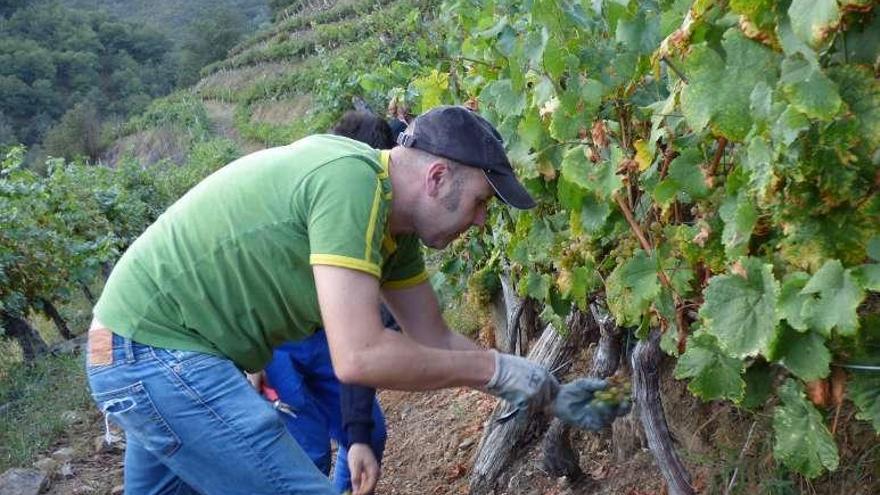 Pepe Flórez, de bodegas Vidas, vendimiando.