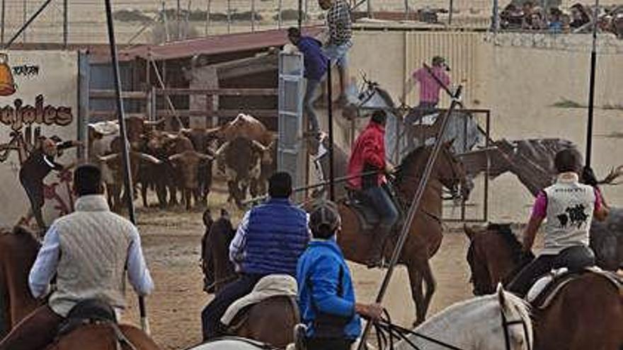 Salida de la manada de toros bravos y bueyes en el espanto de ayer en Carbajales.