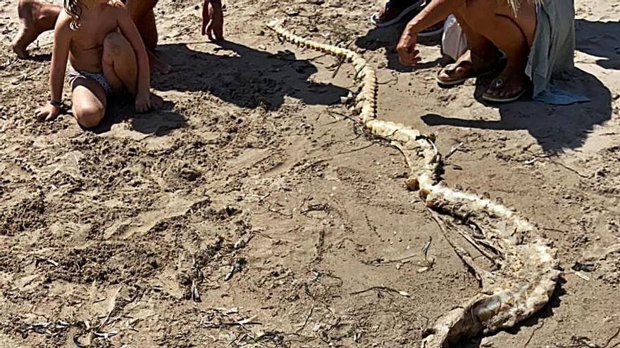 Los restos óseos aparecidos en la playa de La Marina.