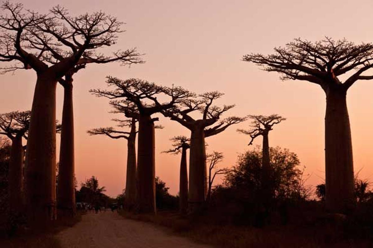 Avenida de los Baobabs en Madagascar.